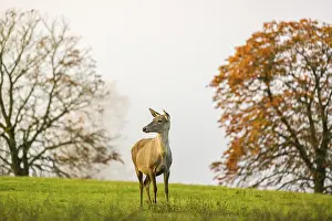 An Altai maral hind