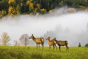 An Altai maral hind with two calves