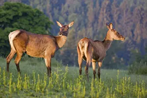Two Altai maral hinds