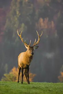 An Altai maral stag