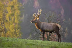 An Altai maral stag
