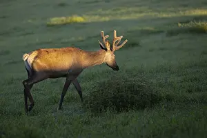 One Altai maral stag