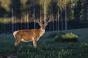 One Altai maral stag