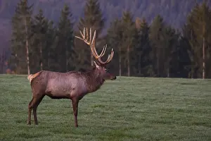 An Altai maral stag