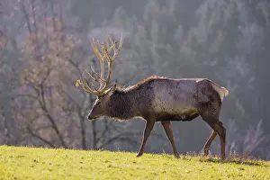 An Altai maral stag