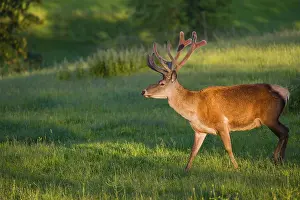 An Altai maral stag