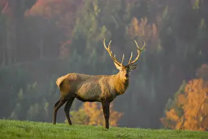 An Altai maral stag