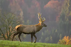 An Altai maral stag