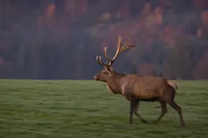 An Altai maral stag