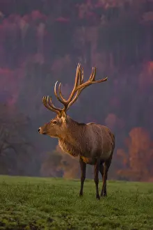 An Altai maral stag