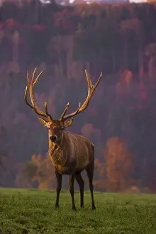 An Altai maral stag