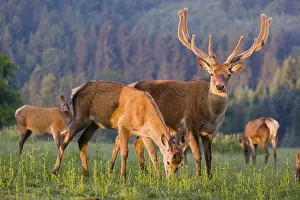 An Altai maral stag