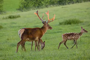 An Altai maral stag