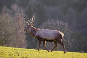 An Altai maral stag