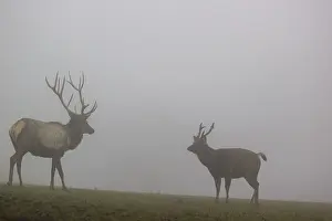 An Altai maral stag