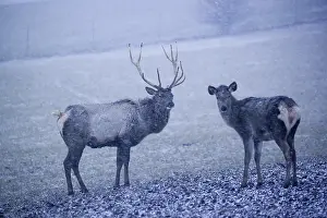 One Altai maral stag and a female