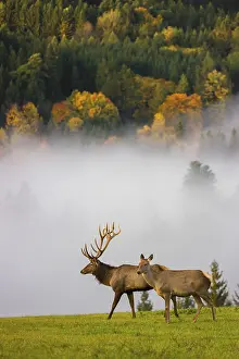 An Altai maral stag with a hind