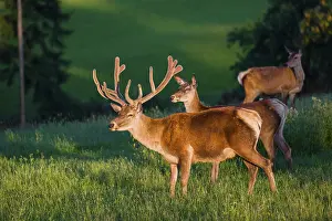 An Altai maral stag and two hind Altai wapiti or Altai elk (Cervus canadensis sibiricus)