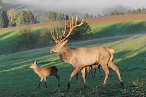 An Altai maral stag and some hinds