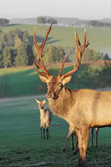 An Altai maral stag and some hinds
