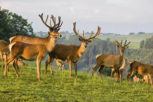 Three Altai maral stags