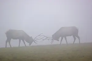 Two Altai maral stags