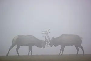 Two Altai maral stags