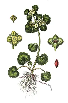 Alternate-leaved Golden Saxifrage (Chrysosplenium alternifolium)
