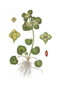 Alternate-leaved golden saxifrage (Chrysosplenium alternifolium)