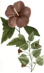 Althaea arborescens, Marshmallow