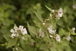 Althaea officinalis (Althaea officinalis)