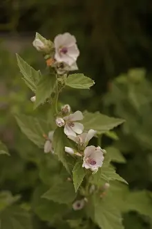 Althaea officinalis (Althaea officinalis)