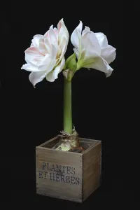 Amaryllis hippeastrum, Nymph, Star of Chivalry