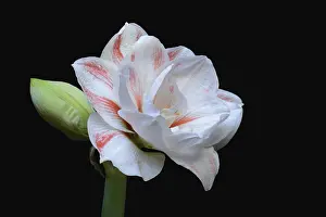 Amaryllis hippeastrum, nymph, star of knights