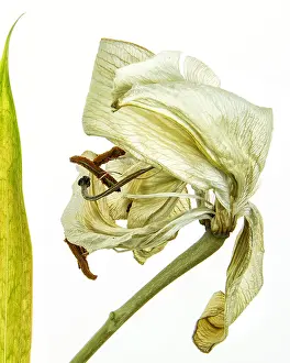 Amaryllis withered, white background