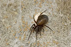 Amaurobius ferox (Amaurobius ferox)