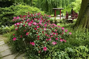 Amazing azalea bushes in bloom in japanese garden in Leverkusen! Idyllic midmay in North Rhine-Westphalia !