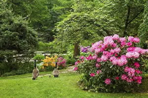 Amazing azalea bushes in bloom in japanese garden in Leverkusen and a pair of geese with small goslings