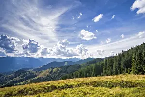 Amazing sunny landscape with pine tree highland forest at Carpathian mountains under blue sky