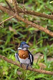 Amazon kingfisher (Chloroceryle amazona)