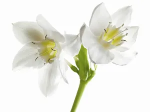 Amazon Lily (Eucharis grandiflora)