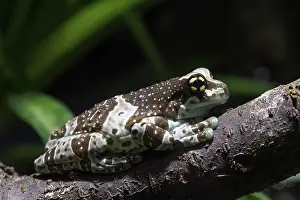 Amazon milk frog, Trachycephalus resinifictrix