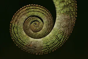 Amber Chameleon (Calumma amber)