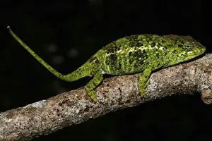 Amber Mountain chameleon (Calumma amber)