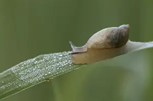 Amber snail, common amber snail (Succinea putris)