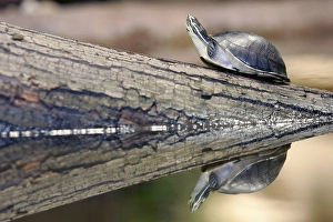 Amboina box turtle (Cuora amboinensis)