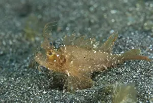 Ambon scorpionfishes (Pteroidichthys amboinensis)