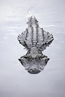 America Alligator (Alligator mississippiensis)