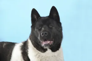 American Akita