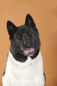 American Akita, portrait